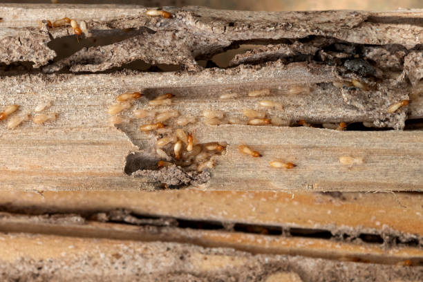 Reliable Chelsea, AL Pest Control Solutions